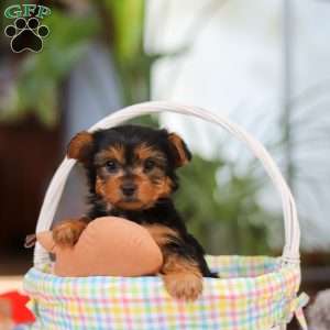 Bella, Yorkie Puppy
